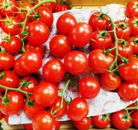 Tomate Cocktail